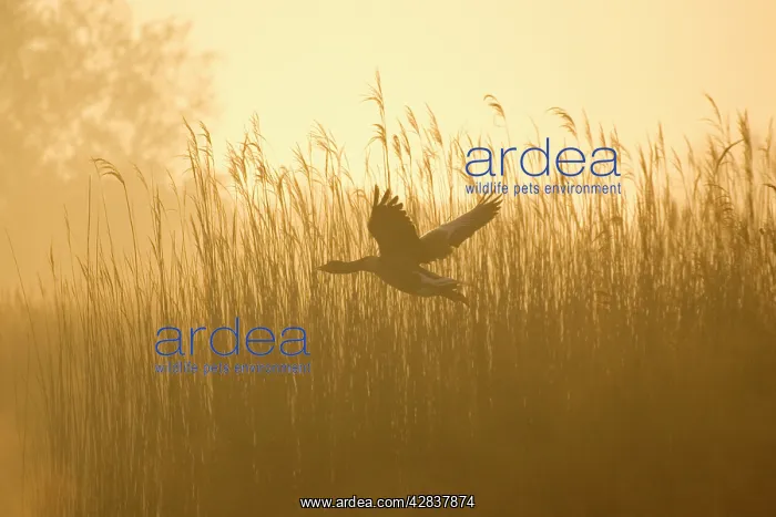 : Greylag Goose - Taking flight from reedbeds at sunrise : Greylag Goose - Taking flight from reedbeds at sunrise