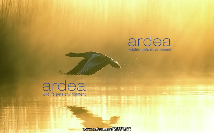 : Greylag Goose - Taking flight at sunrise : Greylag Goose - Taking flight at sunrise