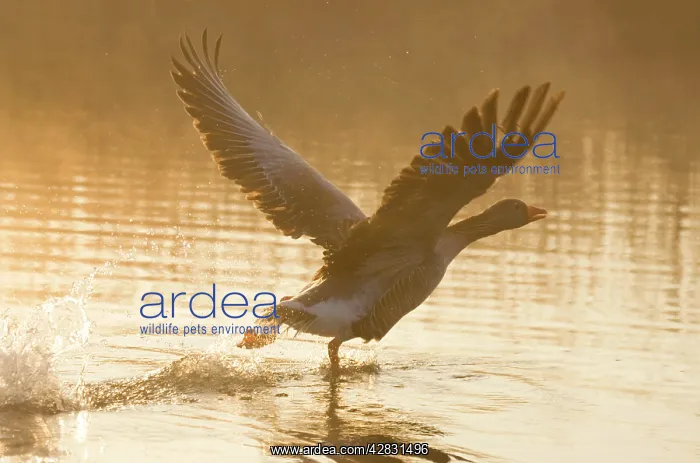 : Greylag Goose - Taking flight at sunrise : Greylag Goose - Taking flight at sunrise