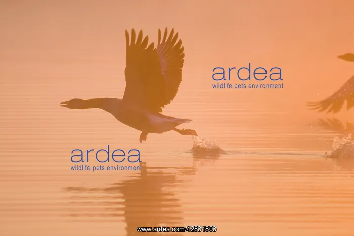 : Greylag Goose - Taking flight at sunrise : Greylag Goose - Taking flight at sunrise