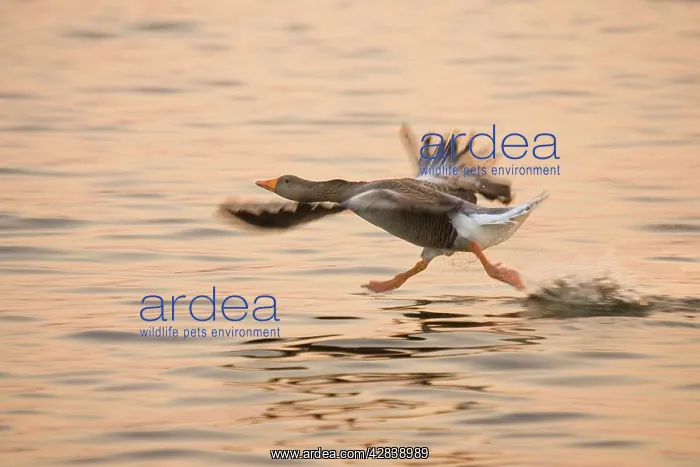 : Greylag Goose - taking flight at sunrise : Greylag Goose - taking flight at sunrise