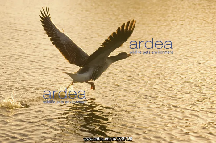 : Greylag Goose - taking flight at sunrise : Greylag Goose - taking flight at sunrise