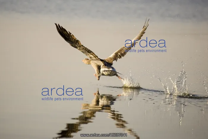 : Greylag Goose taking flight at Sunrise - Hickling : Greylag Goose taking flight at Sunrise - Hickling