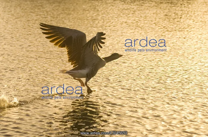 : Greylag Goose taking flight at Sunrise - Hickling : Greylag Goose taking flight at Sunrise - Hickling