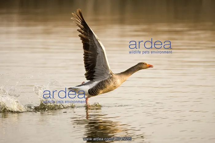  : Greylag Goose taking flight at Sunrise - Hickling