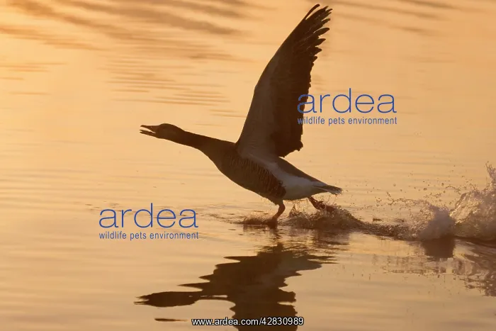 : Greylag Goose - Taking Flight at Sunrise on Norfolk Broads : Greylag Goose - Taking Flight at Sunrise on Norfolk Broads
