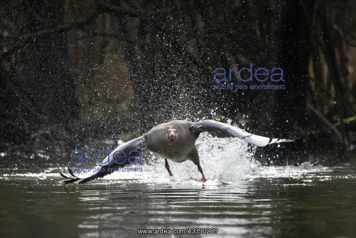 : Greylag Goose taking off : Greylag Goose taking off