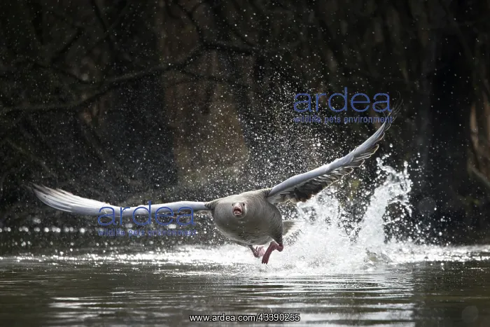 : Greylag Goose taking off : Greylag Goose taking off