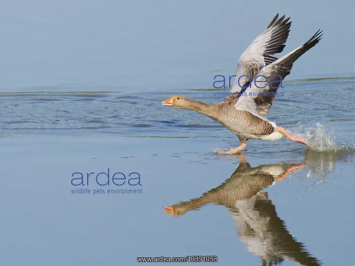 : Greylag Goose - taking off Anser anser Abberton : Greylag Goose - taking off Anser anser Abberton