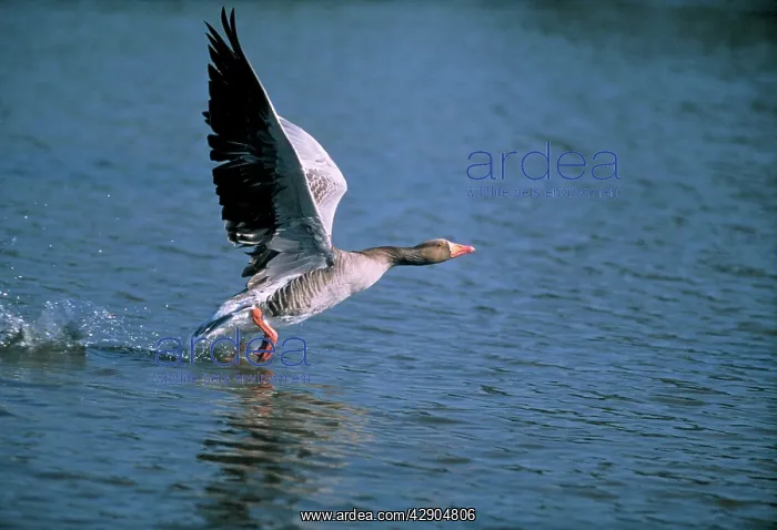 : Greylag GOOSE - taking off from water : Greylag GOOSE - taking off from water