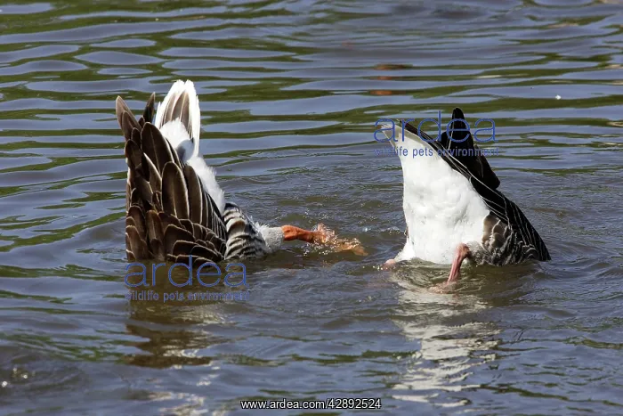 : Greylag Goose - Upending in water : Greylag Goose - Upending in water