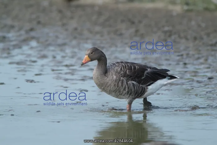 : Greylag Goose - wading : Greylag Goose - wading