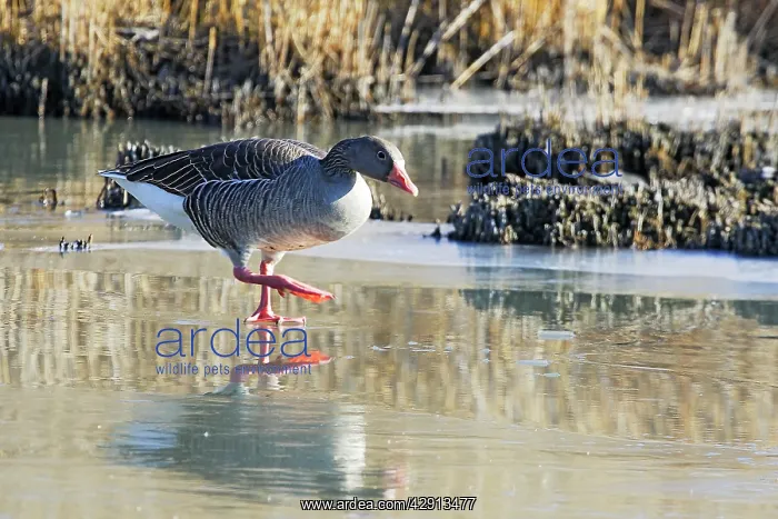 : Greylag Goose - walking on frozen pond : Greylag Goose - walking on frozen pond
