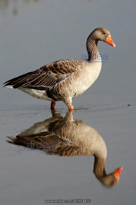 : Greylag Goose - in water : Greylag Goose - in water