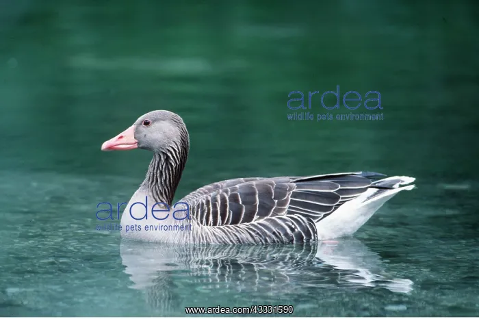 : Greylag GOOSE - in water : Greylag GOOSE - in water