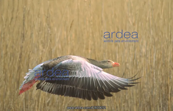 : Greylag Goose - with wings outstretched, taking : Greylag Goose - with wings outstretched, taking