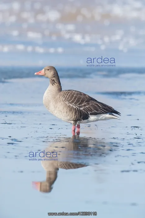 : Greylag Goose winter : Greylag Goose winter
