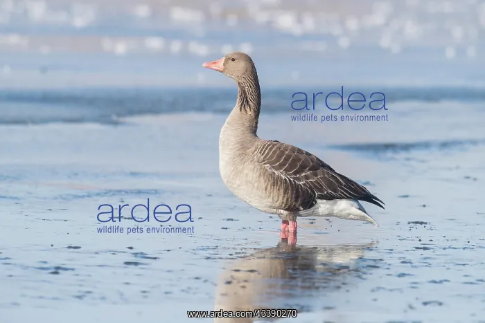 : Greylag Goose winter : Greylag Goose winter