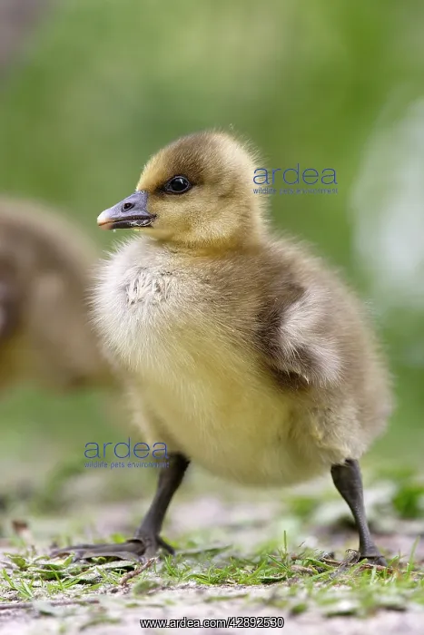 : Greylag Goose - Young : Greylag Goose - Young