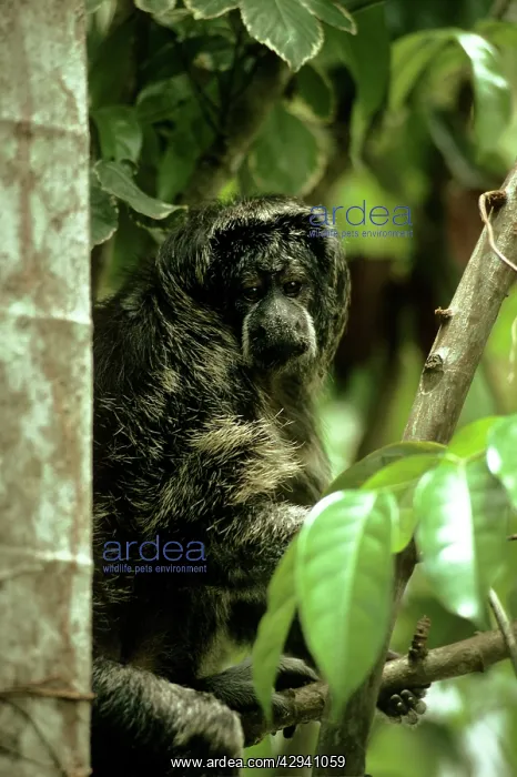 : Grey's Saki Monkey : Grey's Saki Monkey