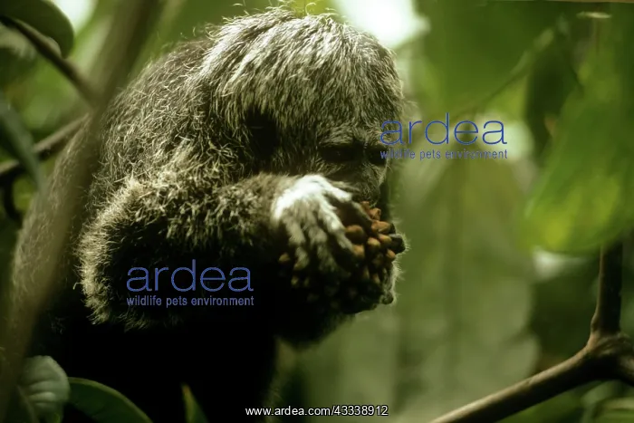 : Grey's Saki Monkey : Grey's Saki Monkey