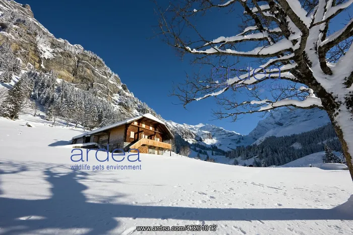 : Griesalp and Steineberg in deep snow in : Griesalp and Steineberg in deep snow in