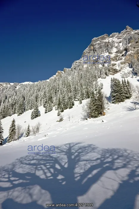 : Griesalp and Steineberg in deep snow in : Griesalp and Steineberg in deep snow in