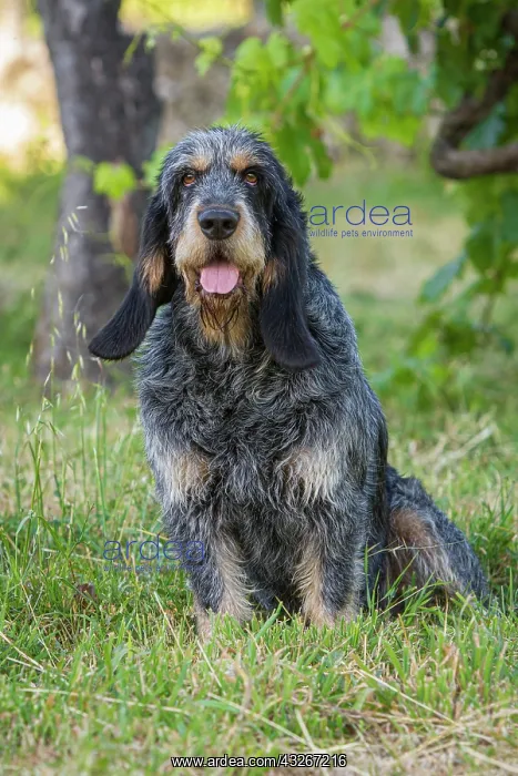 : Griffon Bleu de Gascogne (Canis lupus familiaris) : Griffon Bleu de Gascogne (Canis lupus familiaris)