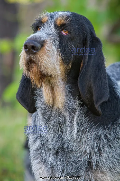 : Griffon Bleu de Gascogne (Canis lupus familiaris) : Griffon Bleu de Gascogne (Canis lupus familiaris)