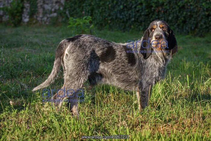 : Griffon Bleu de Gascogne (Canis lupus familiaris) : Griffon Bleu de Gascogne (Canis lupus familiaris)