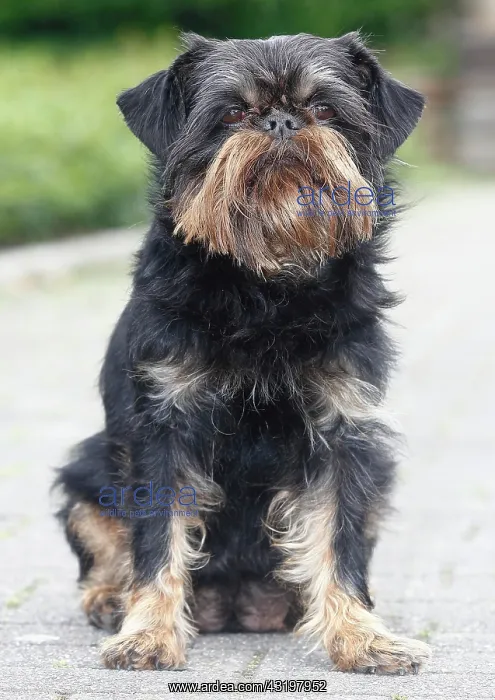 : Griffon Bruxellois, bitch, 6 years old, sitting : Griffon Bruxellois, bitch, 6 years old, sitting
