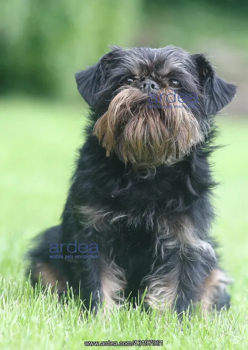 : Griffon Bruxellois, bitch, 6 years, sitting on the : Griffon Bruxellois, bitch, 6 years, sitting on the
