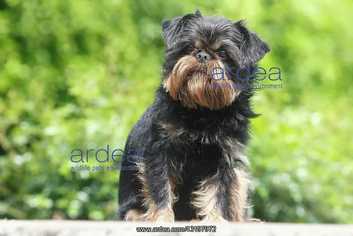 : Griffon Bruxellois, bitch, 6 years, sitting on a : Griffon Bruxellois, bitch, 6 years, sitting on a