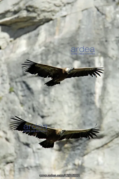 : Griffon / European Vulture - 2 birds in flight : Griffon / European Vulture - 2 birds in flight