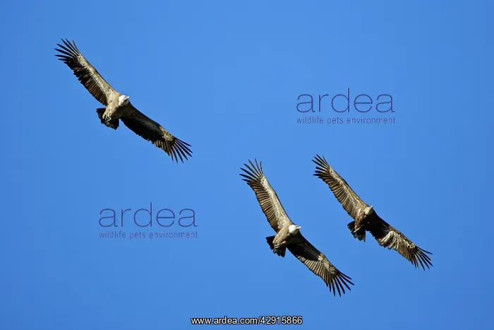 : Griffon / European Vulture - 3 birds in flight : Griffon / European Vulture - 3 birds in flight