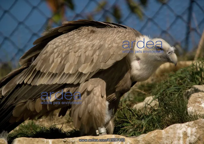 : Griffon / European Vulture : Griffon / European Vulture
