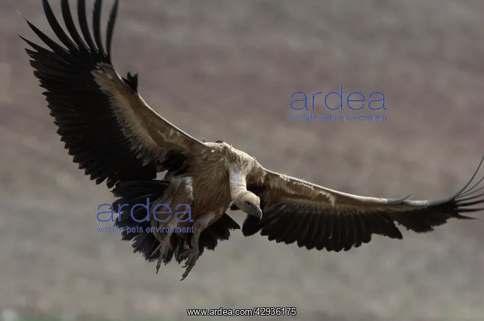 : Griffon / European Vulture : Griffon / European Vulture