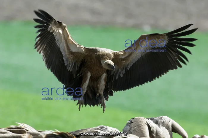 : Griffon / European Vulture : Griffon / European Vulture