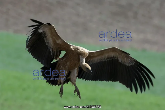 : Griffon / European Vulture : Griffon / European Vulture