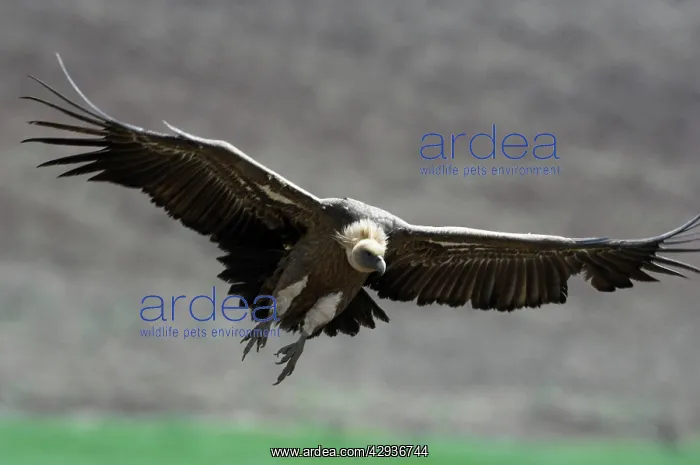 : Griffon / European Vulture : Griffon / European Vulture