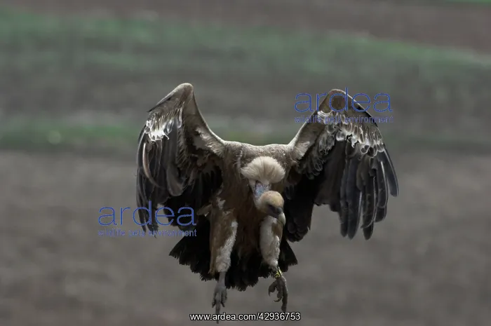 : Griffon / European Vulture : Griffon / European Vulture