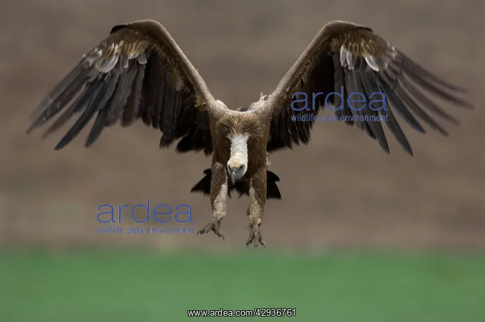 : Griffon  /  European Vulture
