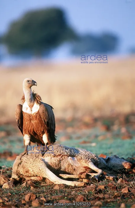 : Griffon / European VULTURE - on animal carcass : Griffon / European VULTURE - on animal carcass