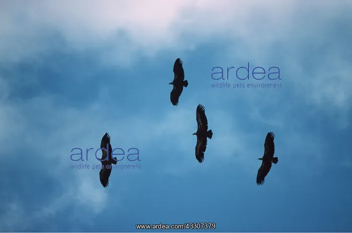 : Griffon / European VULTURE - courtship flight : Griffon / European VULTURE - courtship flight