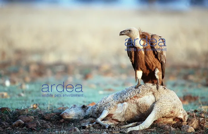 : Griffon / European VULTURE - on dead sheep : Griffon / European VULTURE - on dead sheep