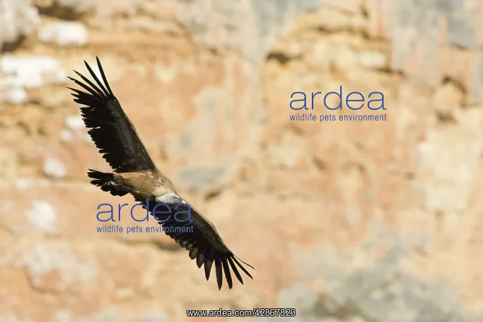 : Griffon / European Vulture - In flight in front : Griffon / European Vulture - In flight in front