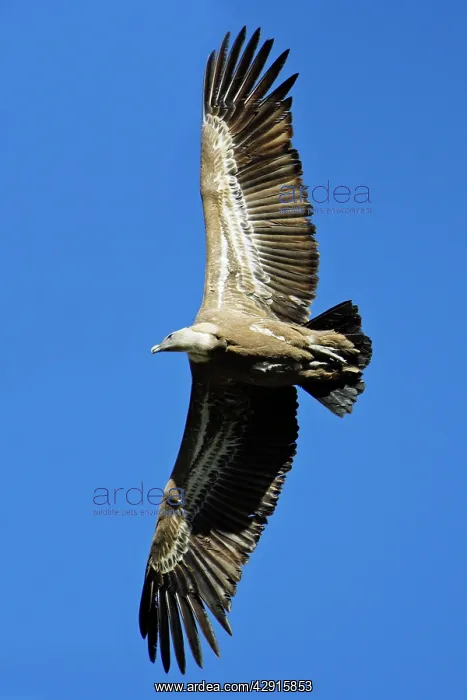 : Griffon / European Vulture - in flight : Griffon / European Vulture - in flight