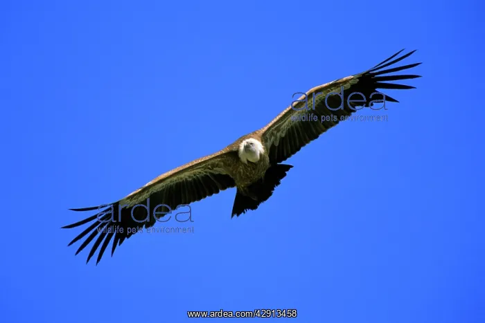 : Griffon / European Vulture - in flight, soaring : Griffon / European Vulture - in flight, soaring