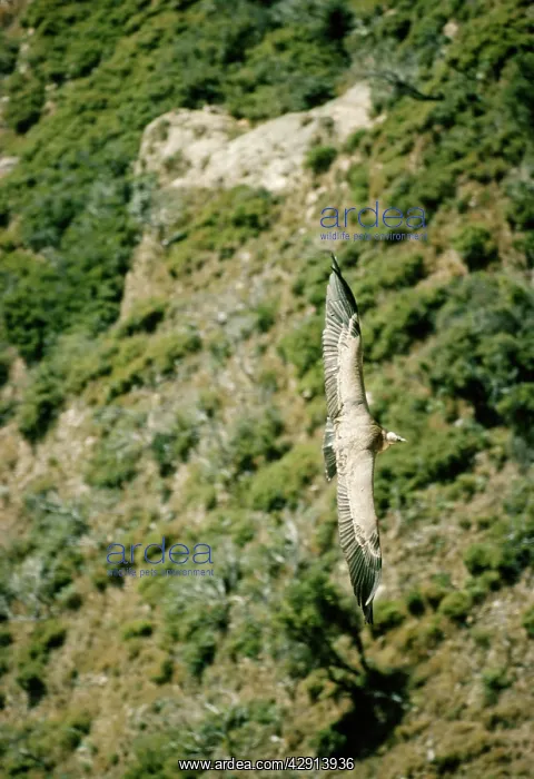  : Griffon  /  European VULTURE - In flight, view from above