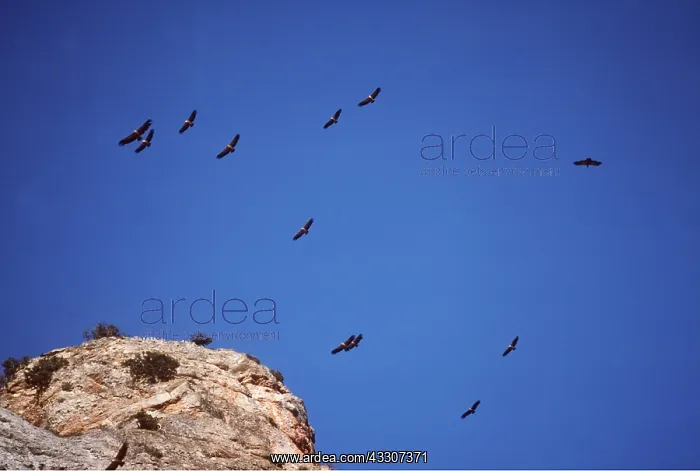 : Griffon / European VULTURE - group in flight over : Griffon / European VULTURE - group in flight over